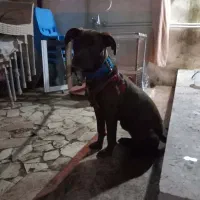 یک قلاده سگ پیتبول آمریکایی|سگ|آستارا, |دیوار