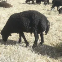 چوپان برای چراگوسفندوبز چوپونی  بلد باشه