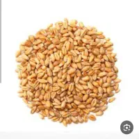 گندم پاک شده