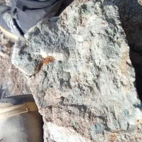 هدیه رایگان