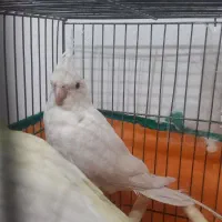 جفت مولد عروس هلندی|پرنده|شریف‌آباد, |دیوار