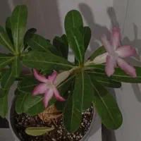 گل پاندانوس 20 ساله بزرگ و فیکوس ابلغ|گل و گیاه طبیعی|کرمان, |دیوار