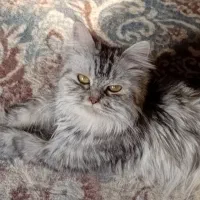 گربه پرشین و سیبرین  معروف میکس ماده ۸ ماهه مهربون