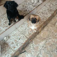 واگذاری سگ پاکوتاه