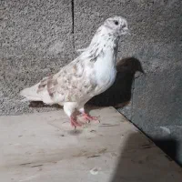 کبوتر|پرنده|رشت, حومه رشت|دیوار