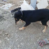 سگ‌گرگی|سگ|شاندیز, |دیوار