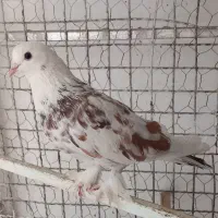 ۱۵تا کفتر پرشی خال کفتر یجایی دونه ۱۵۰|پرنده|تهران, اتابک|دیوار