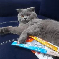 سرپرستی گربه قبول میکنم