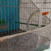 قناری سفید کشیده  یکونیم سال مست