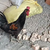 خروس|حیوانات مزرعه|خان ببین, |دیوار