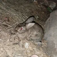 خرگوش پشمالو|موش و خرگوش|سراوان, |دیوار