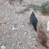 مرغ خروس محلی