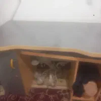 میز کامپیوتر