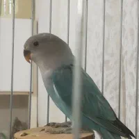 طوطی برزیلی