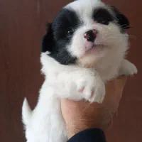 توله سگ شیتزو تریر|سگ|قائم‌شهر, |دیوار