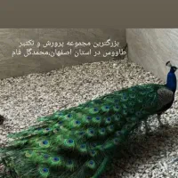 فروش طاووس مولد