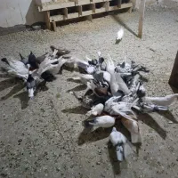کبوتر