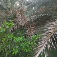باغ فروشی شهداد ۱۸۰ قصب