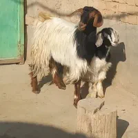 بز همراه بچه