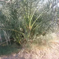 جونگ خرما|گل و گیاه طبیعی|بم, |دیوار