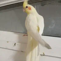 عروس هلندی نر و ماده