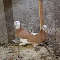 نر و ماده شازده زرد و سینه ای فروشی