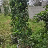 انار واندرگردو عناب یاس هلندی نهال درخت نهالستان|خدمات باغبانی و درختکاری|قم, بیست متری ولیعصر|دیوار