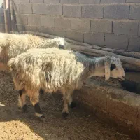 4 راس میش نژاد خوب آبستن|حیوانات مزرعه|دهدشت, |دیوار