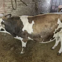 گاو شیری|حیوانات مزرعه|دهگلان, |دیوار