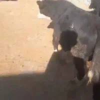 گوساله دورگ بومی کوردستان۴ راس