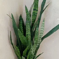 سانسوریا