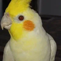 واگذاری عروس هلندی ماده