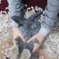 مینی لوپ|موش و خرگوش|نسیم‌شهر, |دیوار