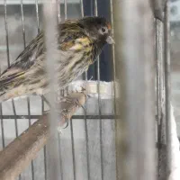 سهره قناری و دو عدد گلبسر|پرنده|تهران, جابری|دیوار