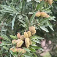 رقم های مختلف نهال مقاوم به سرما درنهالستان