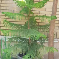 کاج مطبق