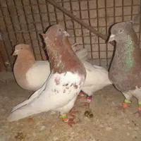 کبوتر کله ای|پرنده|لامرد, |دیوار