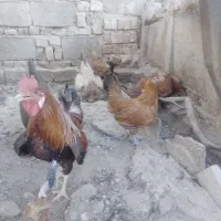 مرغ|حیوانات مزرعه|زابل, |دیوار