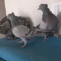 کبوتر اصفهانی پر