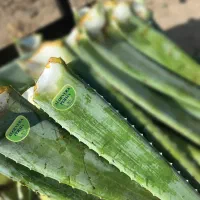 نشا و برگ آلوئه ورا