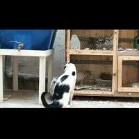 گربه گم شده در صفاییه بیگدلی|حیوانات|قم, صدوق|دیوار