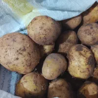 سیب زمینی درجه یک
