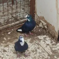 قره سیاه نر جوون