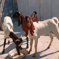 حیوانات به فروش میرسددونه ای ۱۵میلیون|حیوانات مزرعه|گله دار, |دیوار