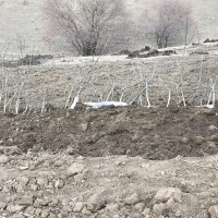 نهال گردو|گل و گیاه طبیعی|مهاباد (آذربایجان غربی), |دیوار