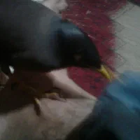 مینا هشت ماهه نر دستی