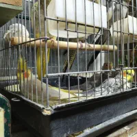 طوطی عروس هلندی|پرنده|شهریار, حصار ساتی|دیوار