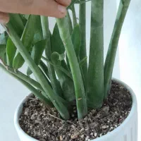 گلدان گل زامفولیا هلندی|گل و گیاه طبیعی|مشهد, شهرک رازی (شهرک غرب)|دیوار