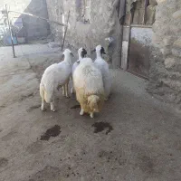 بره نر سنجابی|حیوانات مزرعه|خرم‌آباد, |دیوار