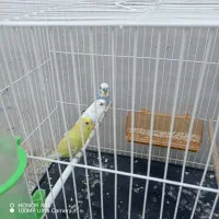 مرغ عشق نرخوش رنگ